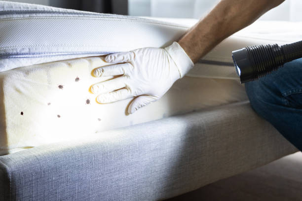 Best Termite Control Services  in Hubbard, OR