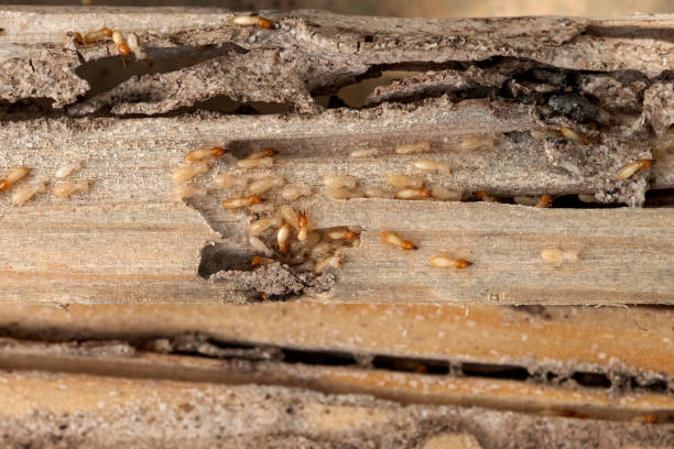 Best Local Pest Control Services  in Hubbard, OR